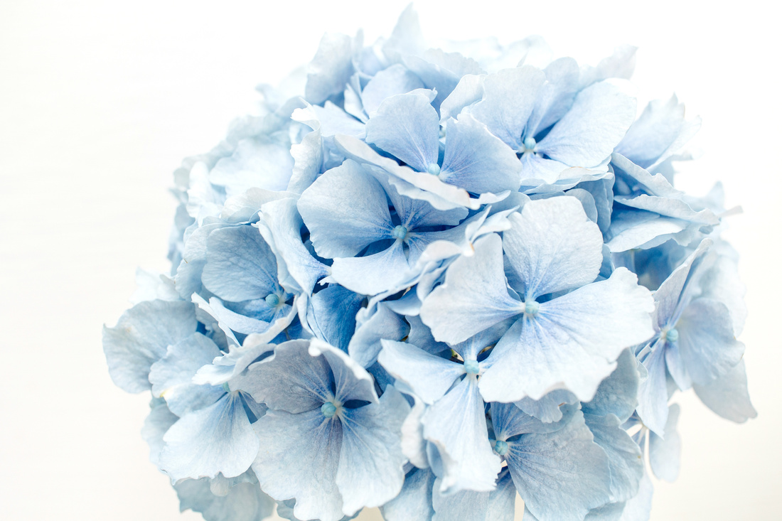 Blue hydrangea flower